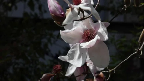 Magnolia Tree Bloom on dark background Stock Footage 108126144