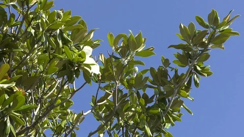 Magnolia tree in bloom Stock Footage 94339389