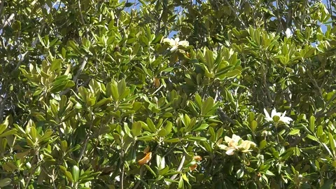 Magnolia tree in bloom Stock Footage 94339396