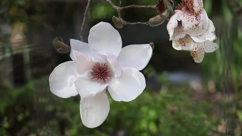 Magnolia Tree Bloom Stock Footage 108126146