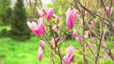 Magnolia tree in bloom Stock Footage 279152316