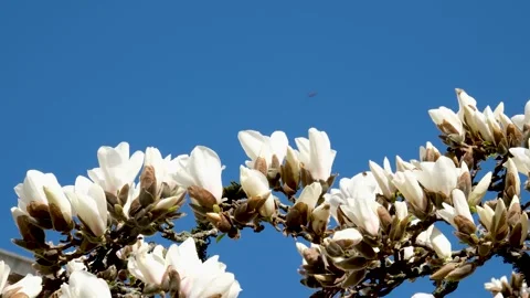 Bloom and Breeze Stock Videos – Royalty-Free HD & 4K Videos