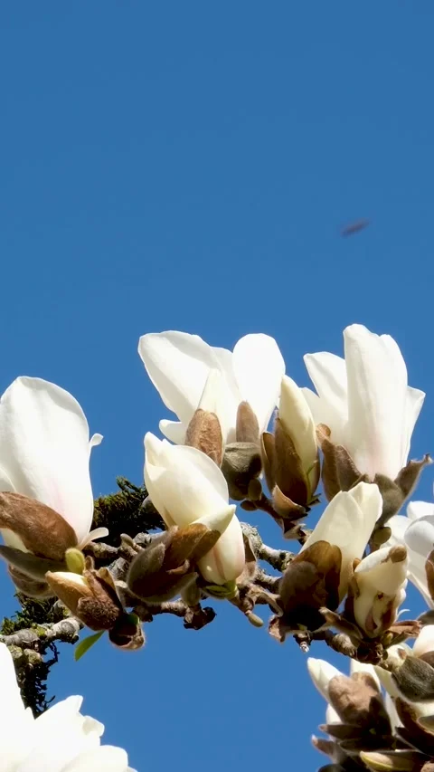 Bloom and Breeze Stock Videos – Royalty-Free HD & 4K Videos