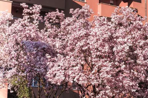 Magnolia tree bloom in spring. delicate pink bathing flowers in sunlight. Stock Photos