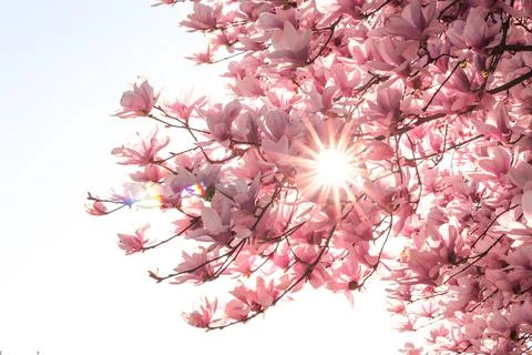 Magnolia tree bloom in spring. delicate pink bathing flowers in sunlight. Stock Photos