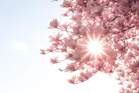 Magnolia tree bloom in spring. delicate pink bathing flowers in sunlight. Stock Photos