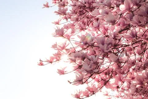 Magnolia tree bloom in spring. delicate pink bathing flowers in sunlight. Foto stock