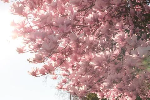 Magnolia tree bloom in spring. delicate pink bathing flowers in sunlight. Stock Photos