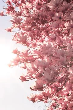 Magnolia tree bloom in spring. delicate pink bathing flowers in sunlight. Stock Photos