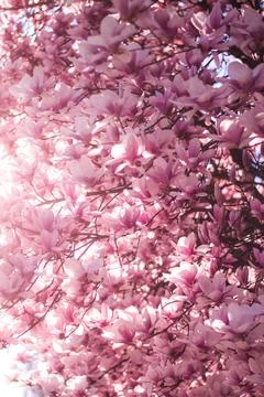 Magnolia tree bloom in spring. delicate pink bathing flowers in sunlight. Stock Photos