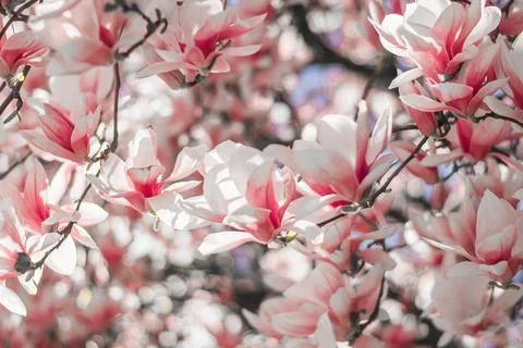Magnolia tree bloom in spring. delicate pink bathing flowers in sunlight. Stock Photos