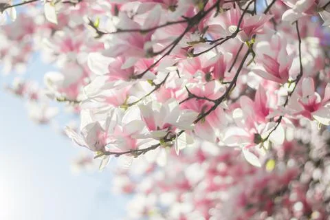 Magnolia tree bloom in spring. delicate pink bathing flowers in sunlight. Stock Photos