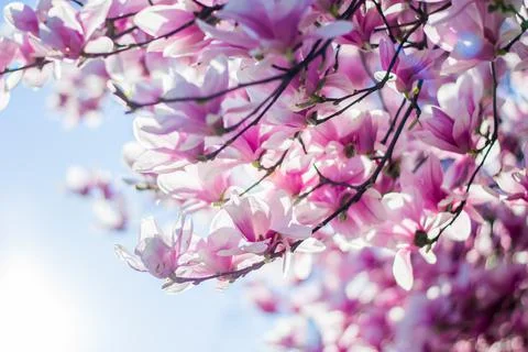 Magnolia tree bloom in spring. delicate pink bathing flowers in sunlight. Stock Photos