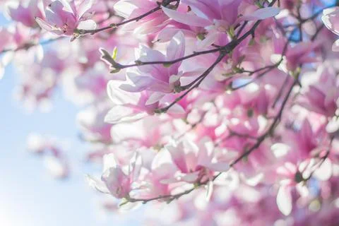 Magnolia tree bloom in spring. delicate pink bathing flowers in sunlight. Foto stock