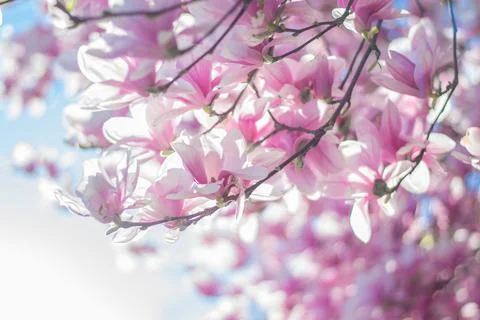 Magnolia tree bloom in spring. delicate pink bathing flowers in sunlight. Stock Photos