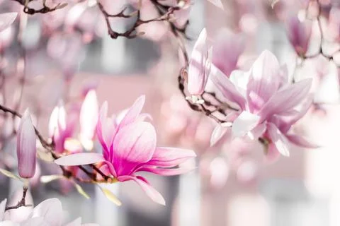 Magnolia tree bloom in spring. delicate pink bathing flowers in sunlight. Foto stock