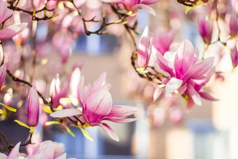 Magnolia tree bloom in spring. delicate pink bathing flowers in sunlight. Stock Photos