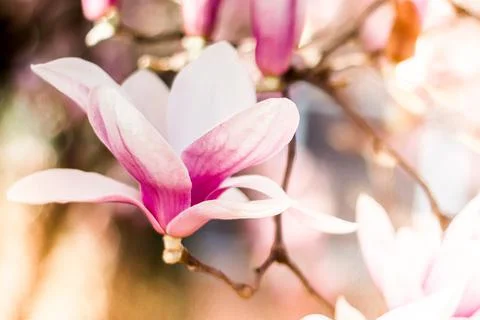 Magnolia tree bloom in spring. delicate pink bathing flowers in sunlight. Stock Photos