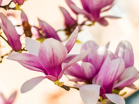 Magnolia tree bloom in spring. delicate pink bathing flowers in sunlight. Stock Photos
