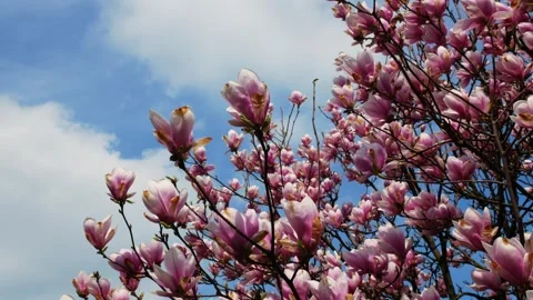 A magnolia tree in bloom on a sunny spring day. Stock Footage 306920232