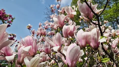 Magnolia tree blooming in spring Stock Footage 272488914