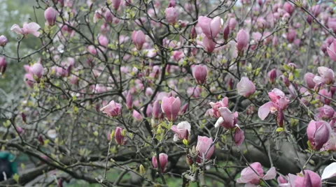 Magnolia tree blossom Stock Footage 40962617