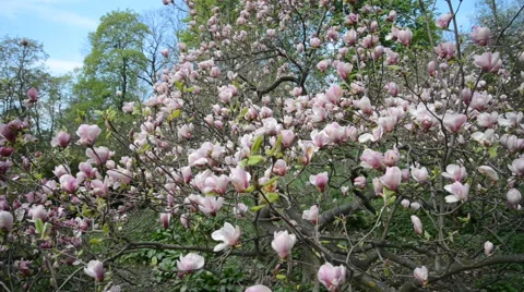 Magnolia tree blossom Stock Footage 40962791