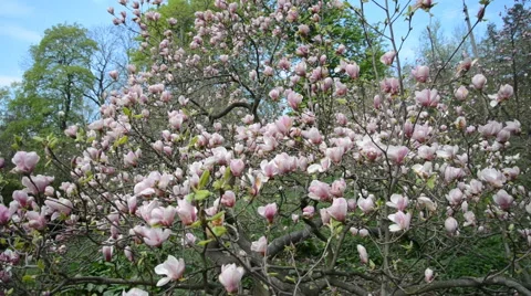 Magnolia tree blossom Stock Footage 40962832
