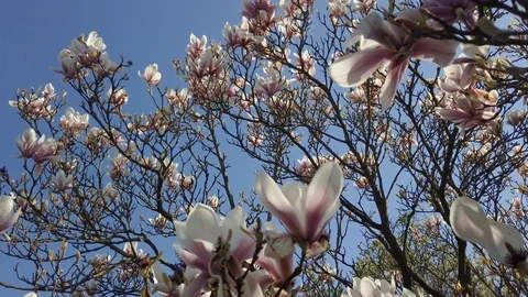 Magnolia Tree blossom Video stock 127112432