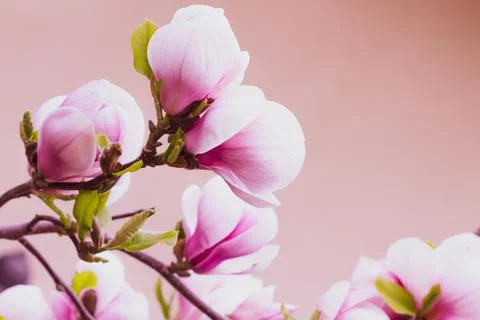 Magnolia tree blossom in springtime Stock Photos
