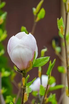 Magnolia tree blossom in springtime Stock Photos