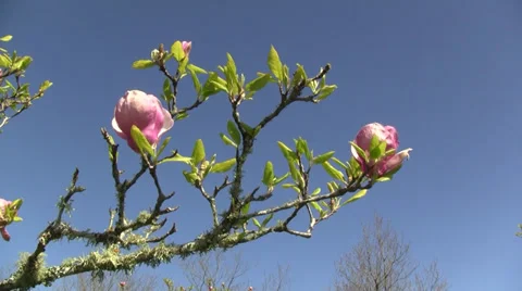 Magnolia tree blossoms 库存影片 29679673