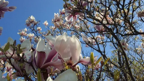 Magnolia Tree Blossoms Video stock 127112486