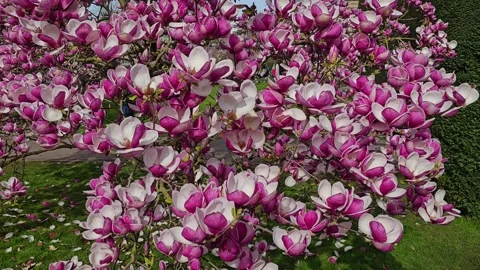 A Magnolia tree with blossoms Stock Footage 269548760