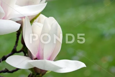 Magnolia tree blossoms Stock Photos
