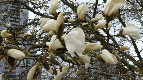 Magnolia tree branch closeup moving shot Stock Footage 87773799