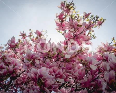 Magnolia tree branches during blooming Stock Photos