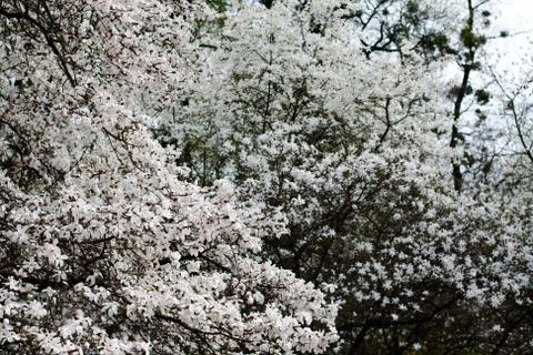 Magnolia tree branches Stock Photos