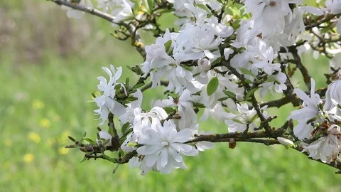 Magnolia Tree in the Breeze Stock Footage 108126126