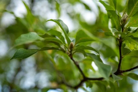 Magnolia tree close up Stock Photos
