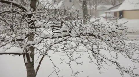 Magnolia Tree Covered in snow 스톡 동영상 34610052