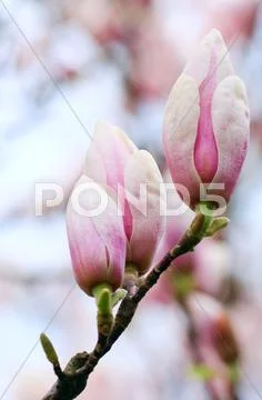 Magnolia-tree flower buds Stock Photos