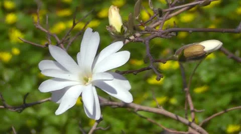 Magnolia tree flower Stock Footage 10909368