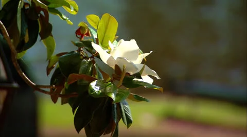 Magnolia Tree Flower Stock Footage 22568022