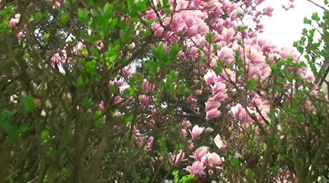 Magnolia Tree Flyover  库存影片 2974888