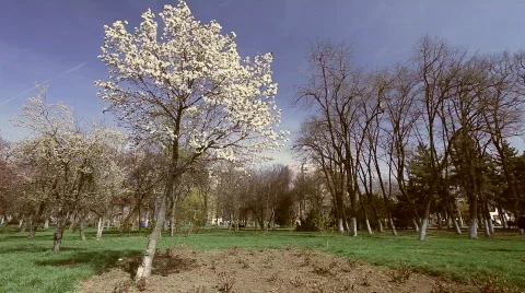 Magnolia Tree. Video stock 783805