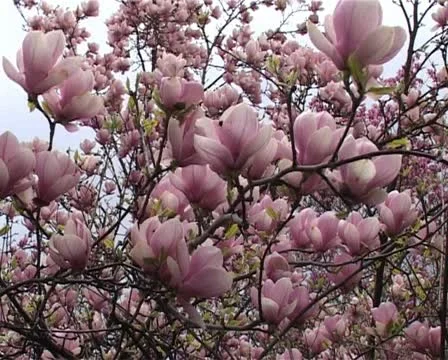 Magnolia tree Stock Footage 10856077