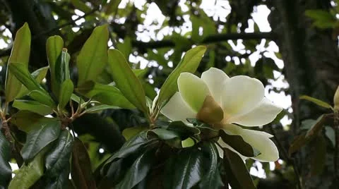 Magnolia tree Stock Footage 11060285