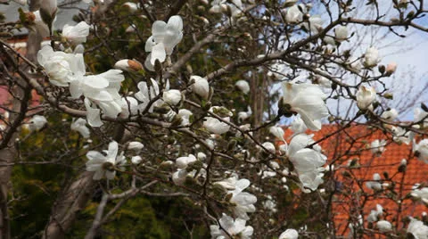 Magnolia tree Video stock 23106274