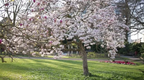 Magnolia tree Stock Footage 48923578
